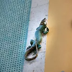 Rio Art